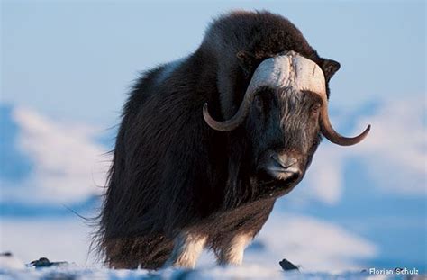 Musk ox alone. Things To Know About Musk ox alone. 